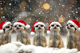 xmas meerkat